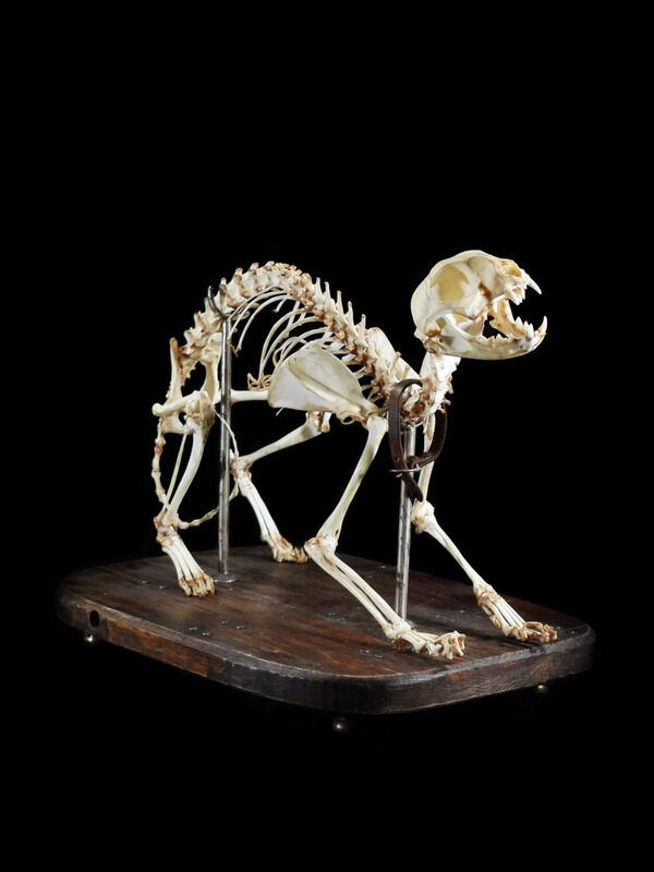 Cat Skeleton Articulation Atlas Obscura Experiences